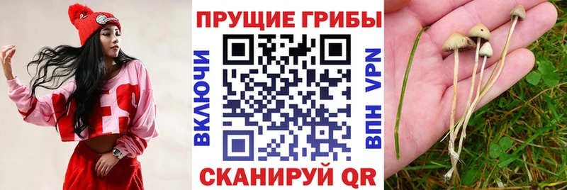 Псилоцибиновые грибы Cubensis  Острогожск 